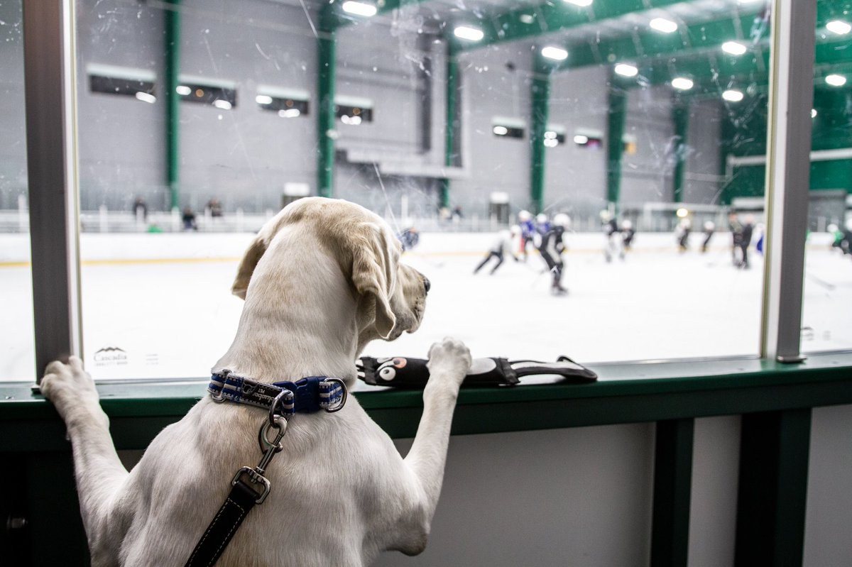 DallasStars's tweet photo. .@tseguinofficial brought a very good boy to practice today 🐶 https://t.co/dWI6EW2izY