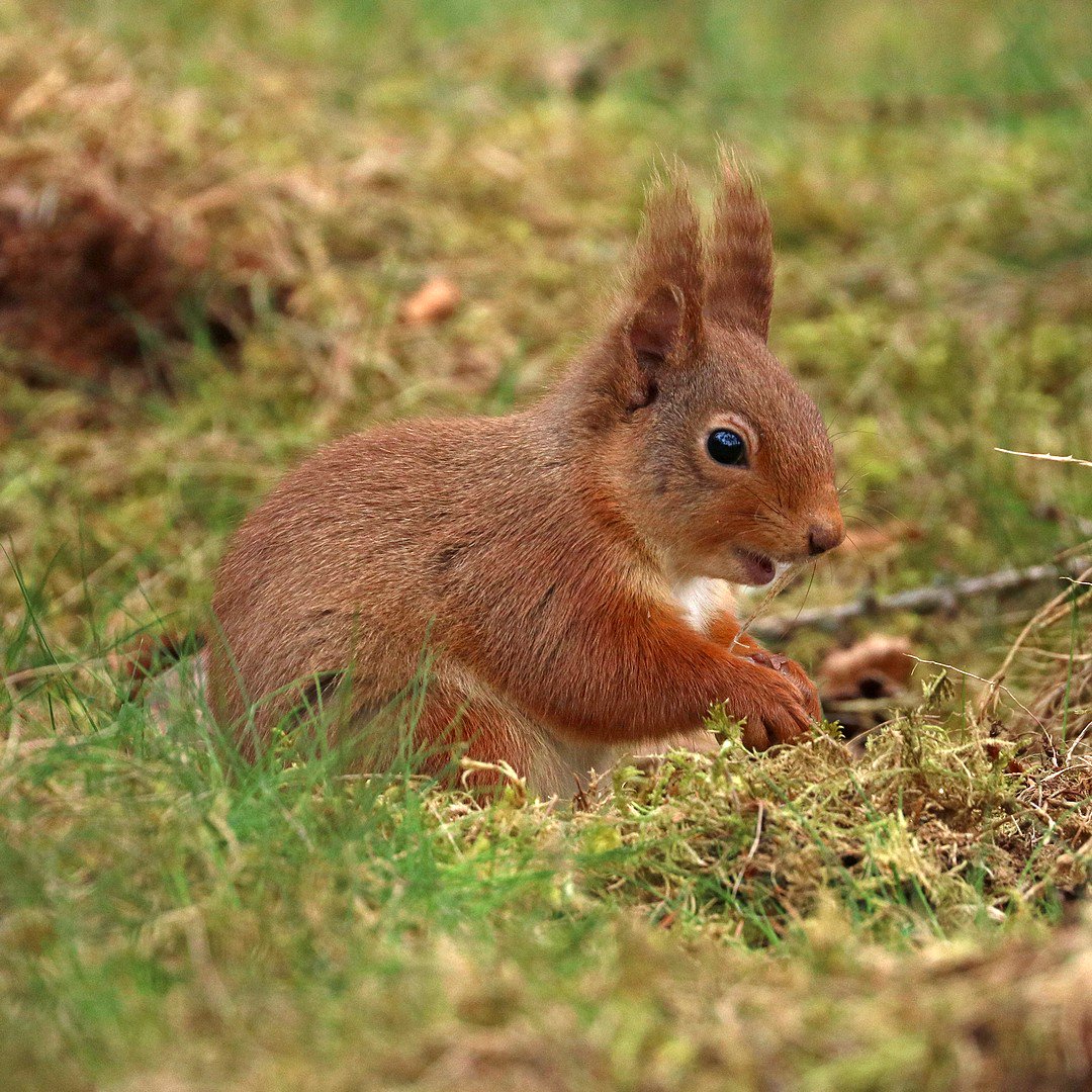 Goodnight Twitterland I need my sleep, I will leave you with this little guy, looks like he is smiling #RedSquirrelWeek  #RedSquirrelAwarenessWeek