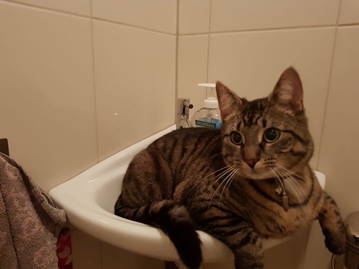 #katvermist wie heeft Ventje gezien? Vermist in #Tiel. Wonen hier pas 1,5 maand daarvoor in #Kaatsheuvel zoek gebied is dus groot! #Wadenoijen #Gelderland <a href="/ProvincieNB/">Noord-Brabant</a> #ongecastreerd #geenchip #halsband #katgevonden #tiel