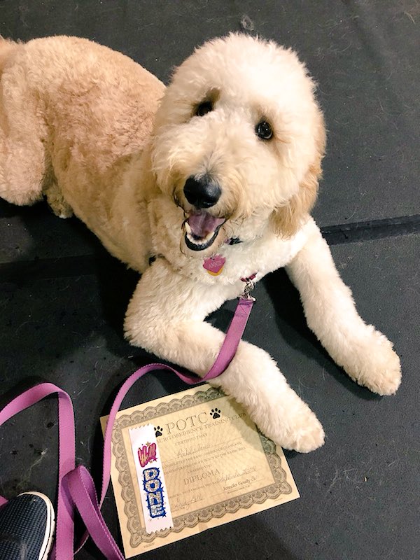 katelynxherrod's tweet photo. My Annie girl just graduated obedience school!!!! So proud 😘💗 https://t.co/j3sgeaCWLc