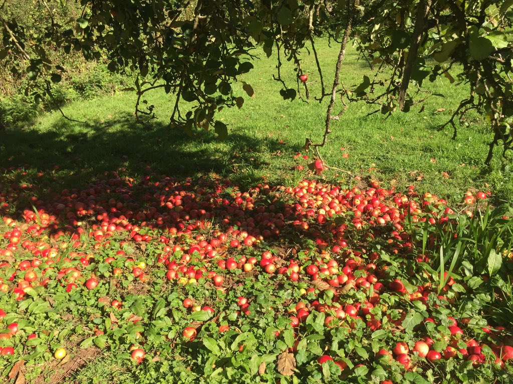 Gorgeous day yesterday plus loads of apples picked by  Tom &amp; Jake for <a href="/AshridgeCider/">AshridgeCider</a>