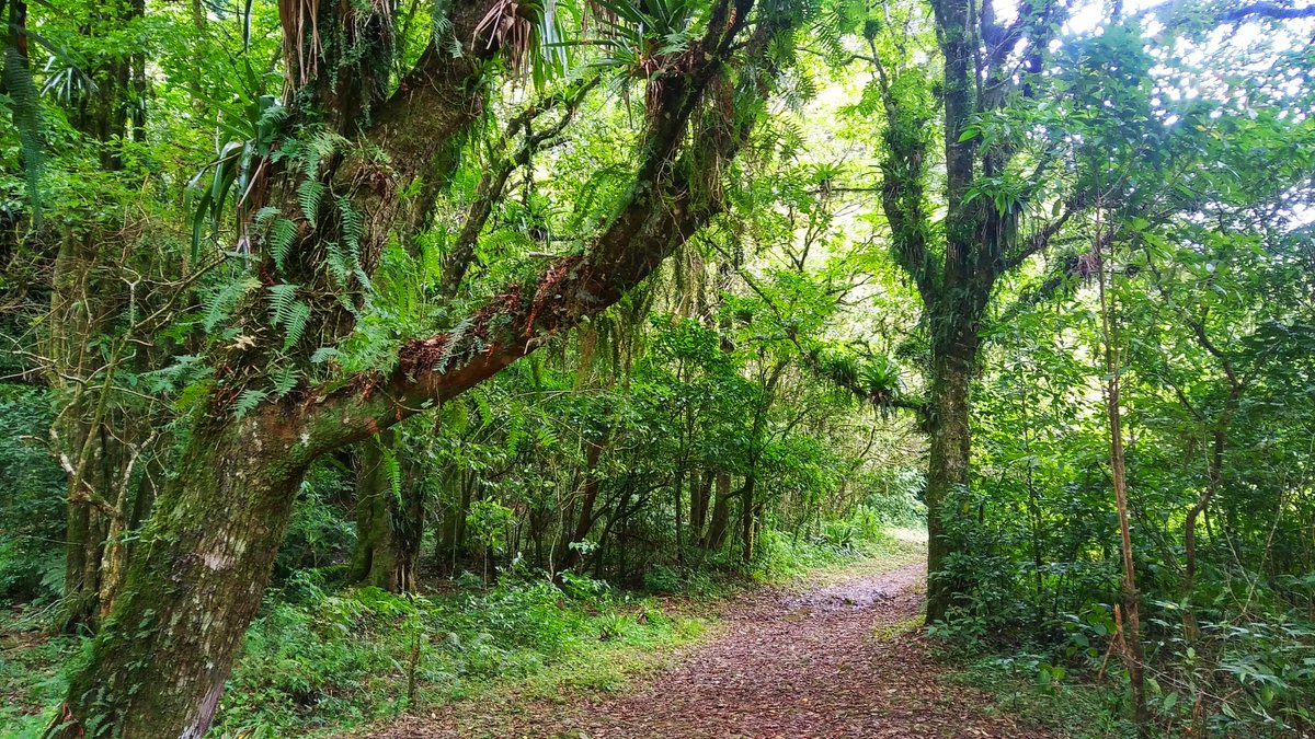 purehonduras's tweet photo. Hiking in La Tigra National Park https://t.co/GvKv1ClIIb #latigranationalpark #hiking #cloudforest #honduras #tegucigalpa #tours #travel @USAIDHonduras  @HondurasGinebra  @EGF_HONDURAS  @HondurasMaps  @IHToficial @toursines @fernandojee https://t.co/DnmOkaeJ1K