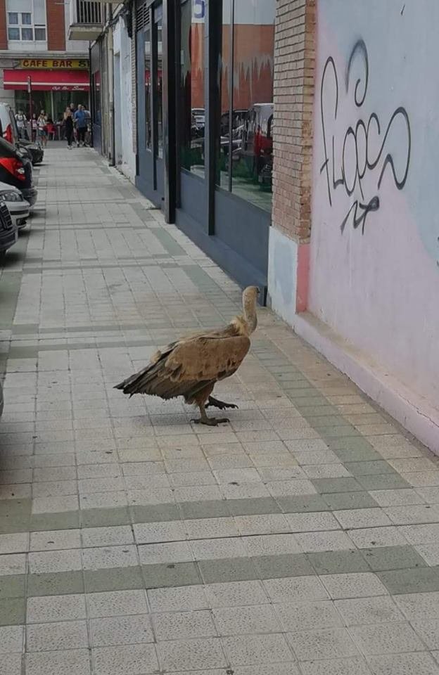 Si te emocionaste con Fernandito el Librero y lloraste a Carmen la Cartones, llega el nuevo ídolo de la juventud palentina: El buitre grafitero: