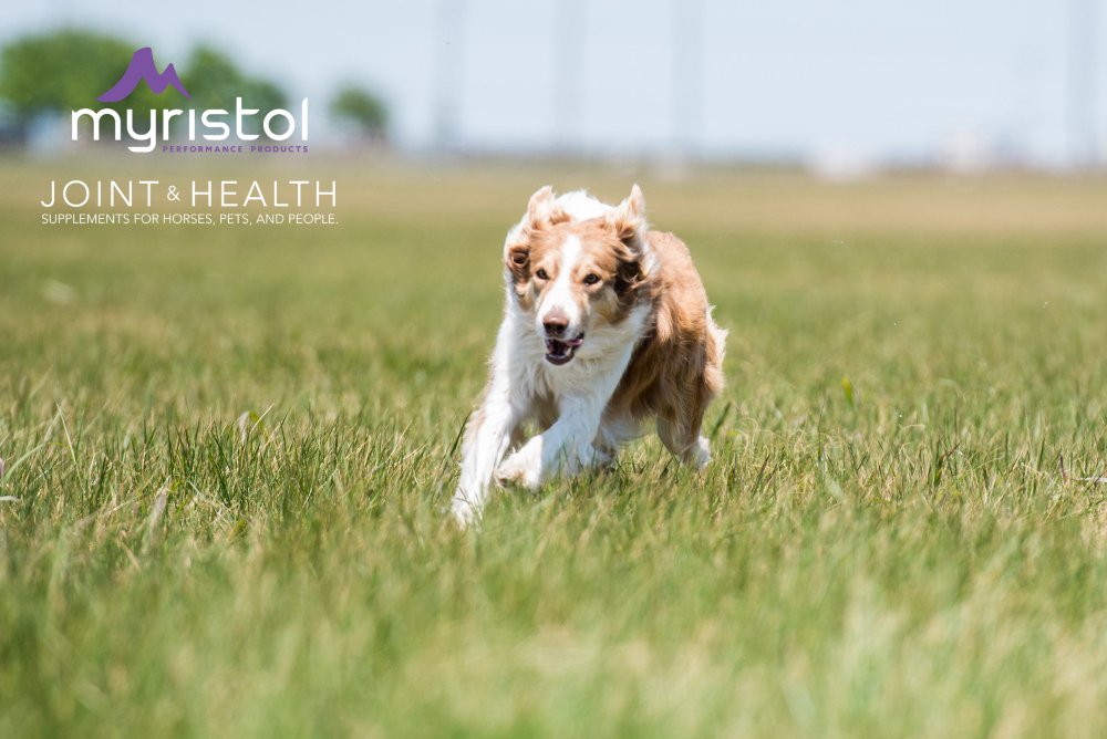 myristol for dogs