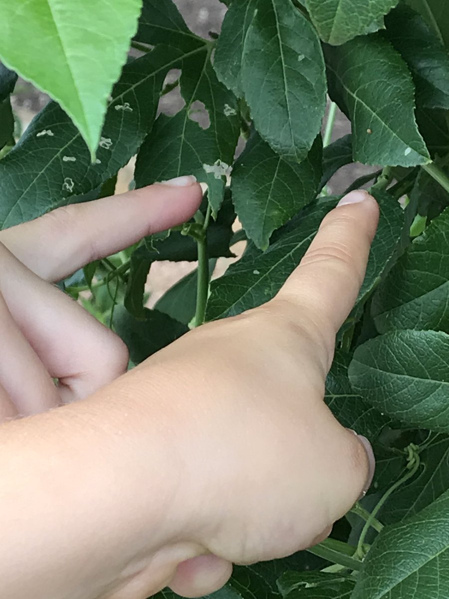 kelliepeden tweet media