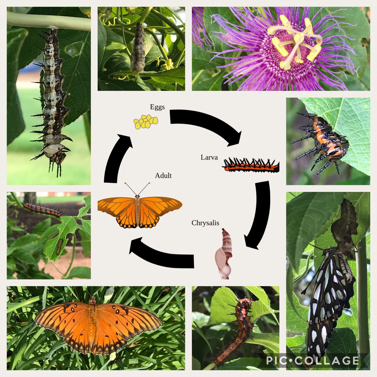 kelliepeden tweet media