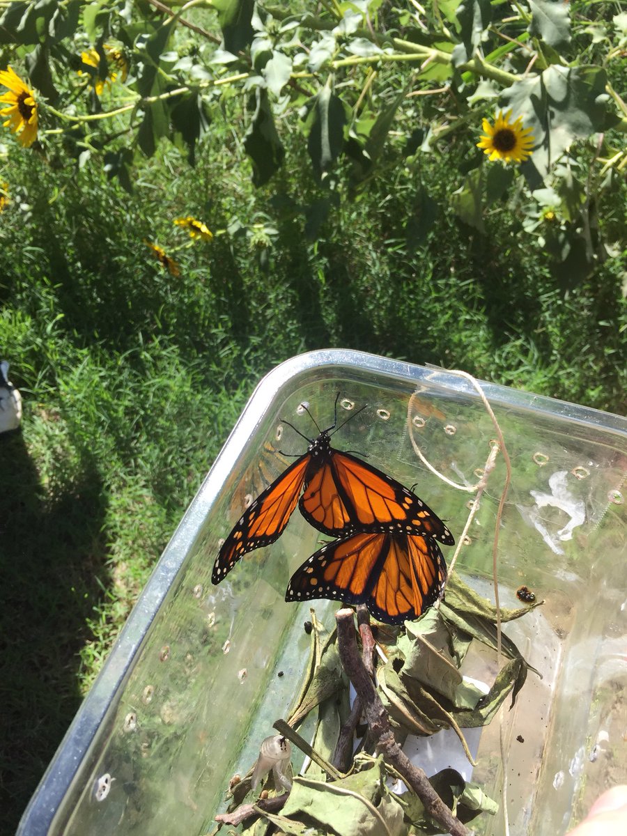 We watched caterpillars munch and crunch their way to beautiful Monarch butterflies. Today they broke out of their chrysalises and we set them free!
#science
#nature
#naturalbeauty