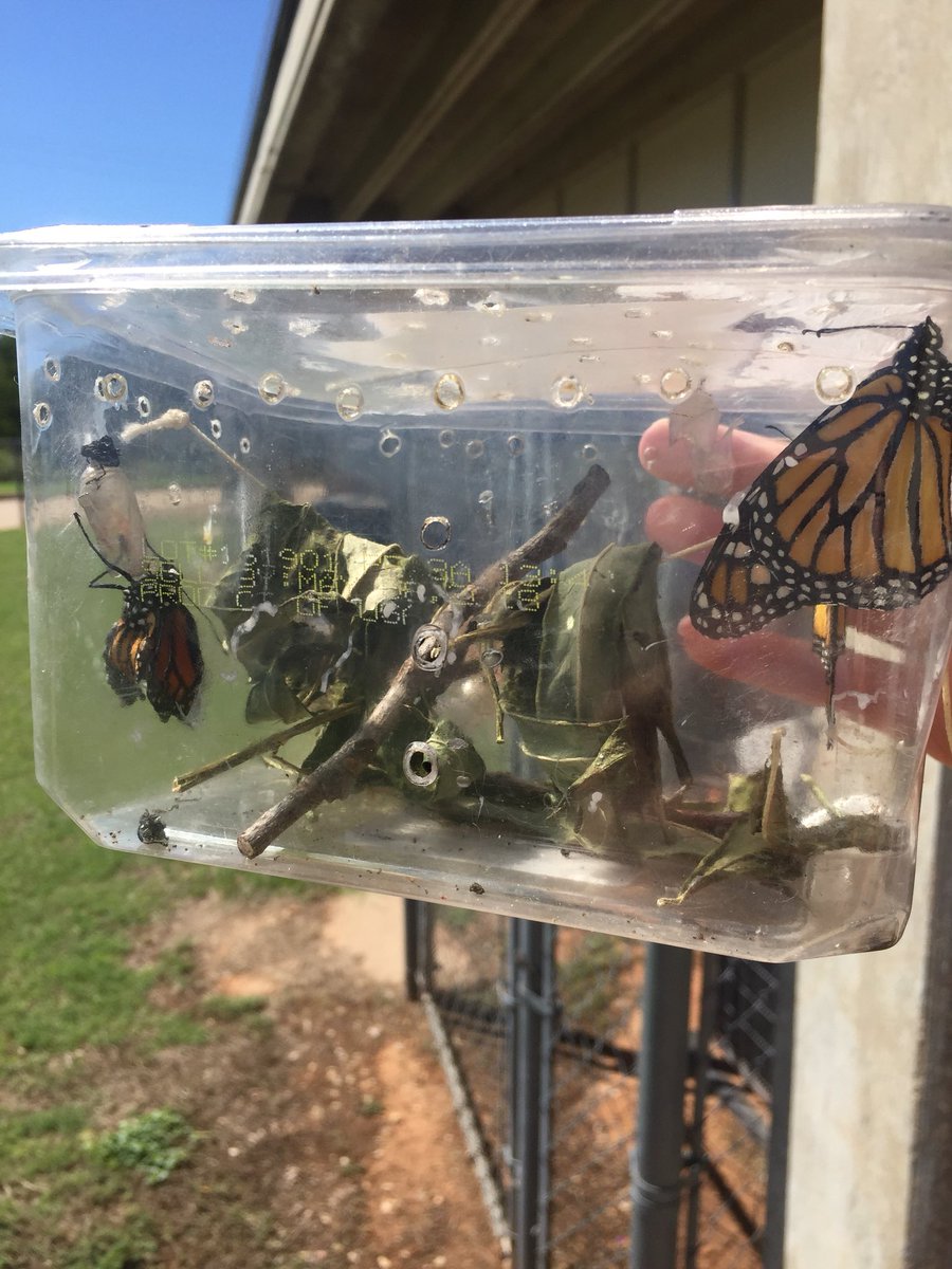 HNASweeney's tweet photo. We watched caterpillars munch and crunch their way to beautiful Monarch butterflies. Today they broke out of their chrysalises and we set them free!
#science
#nature
#naturalbeauty https://t.co/kD2VRtVaDn