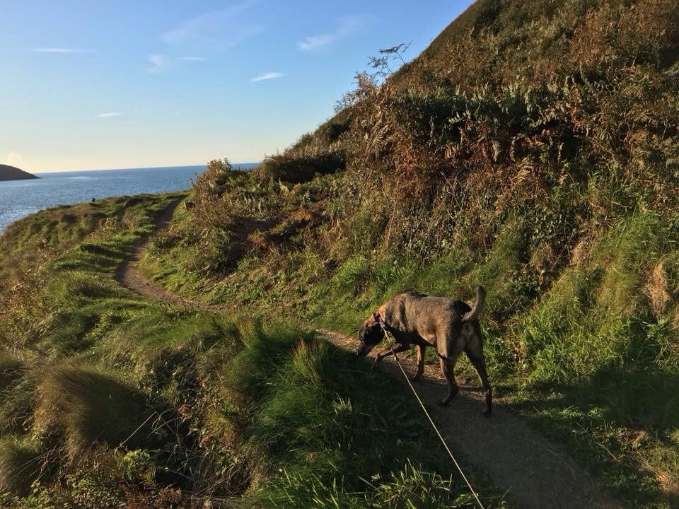 spailpinfanac's tweet photo. After work evening stroll in #Trevin #Pembrokeshire Beautiful and a lovely wind down after a long day https://t.co/OpvnnbIyuo