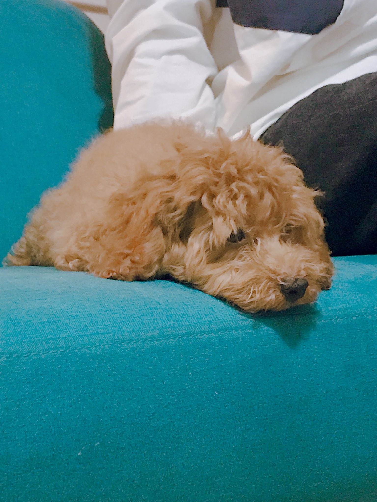 ゆな 昨日お兄ちゃんの飼ってる犬と会えたぁ 頭良くて静かでお利口さん とにかく可愛い 可愛いすぎる T Co 2k1iim4dop Twitter