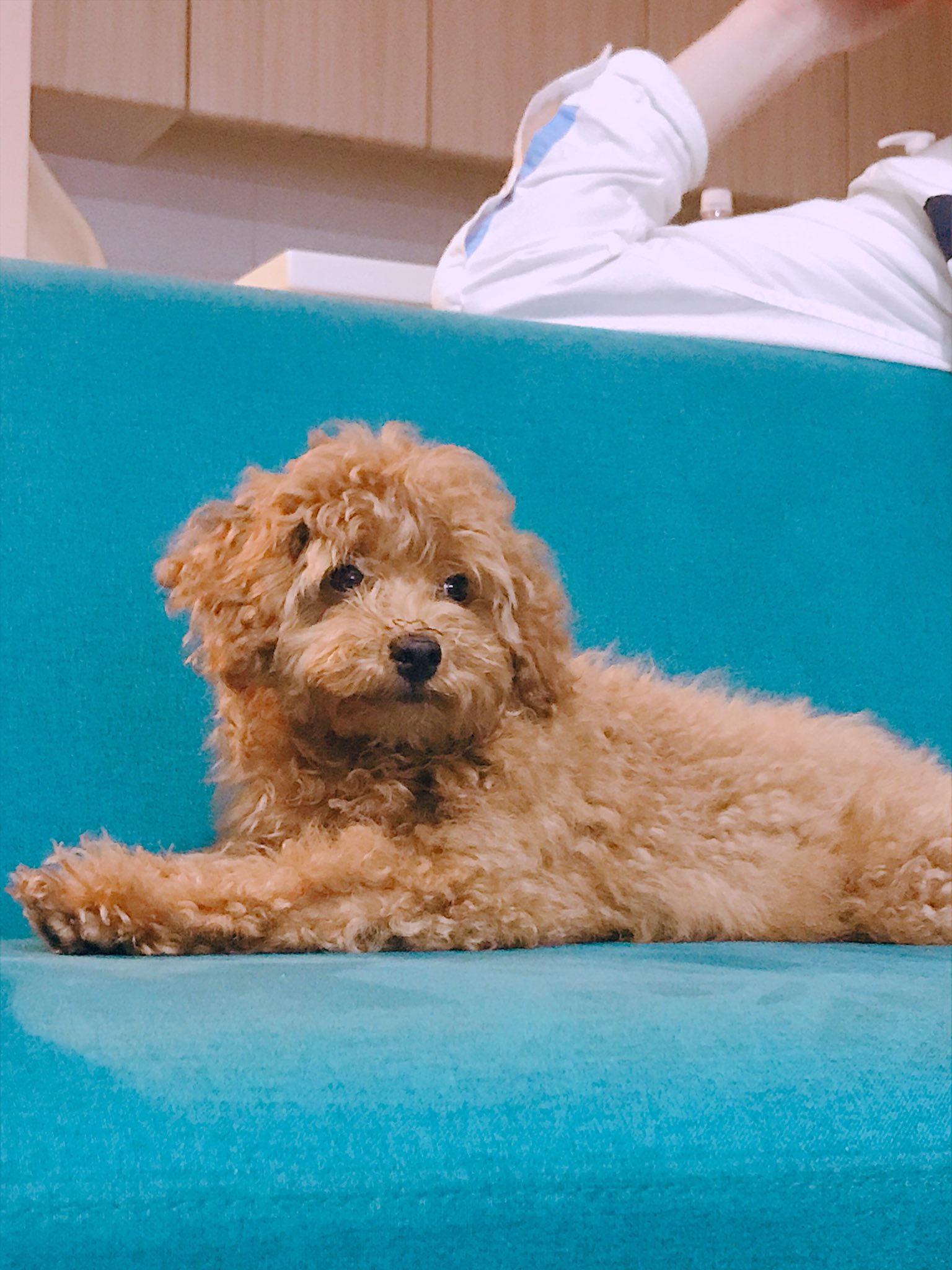 ゆな 昨日お兄ちゃんの飼ってる犬と会えたぁ 頭良くて静かでお利口さん とにかく可愛い 可愛いすぎる T Co 2k1iim4dop Twitter