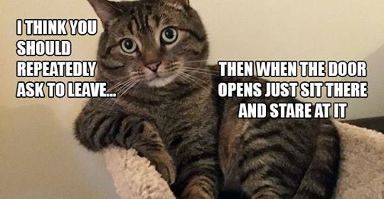 Cat Forum: Seriously, Human? | Adventures in Cheeseland