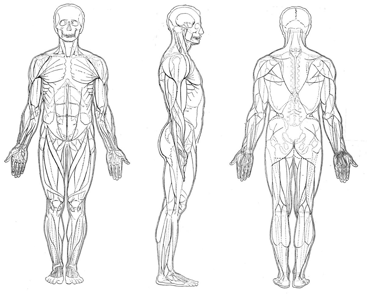 美術解剖学の教科書の記述は、1つ1つの構造について、形状、働き、位置、起伏、割合、体表への影響などが書かれている。これらを参照することによって、図や写真を眺めただけでは気づかない要素が発見できるようになる。 
