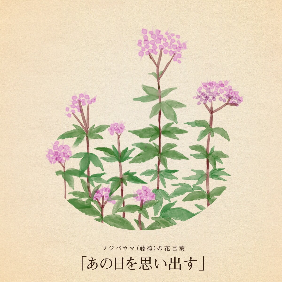 はな言葉 新刊出ました Op Twitter きょう9月28日は 世界狂犬病デー パソコン記念日 くつやの日 プライバシー デー 自動車中古部品の日 まけんグミの日 誕生花はフジバカマ 花言葉 あの日を思い出す