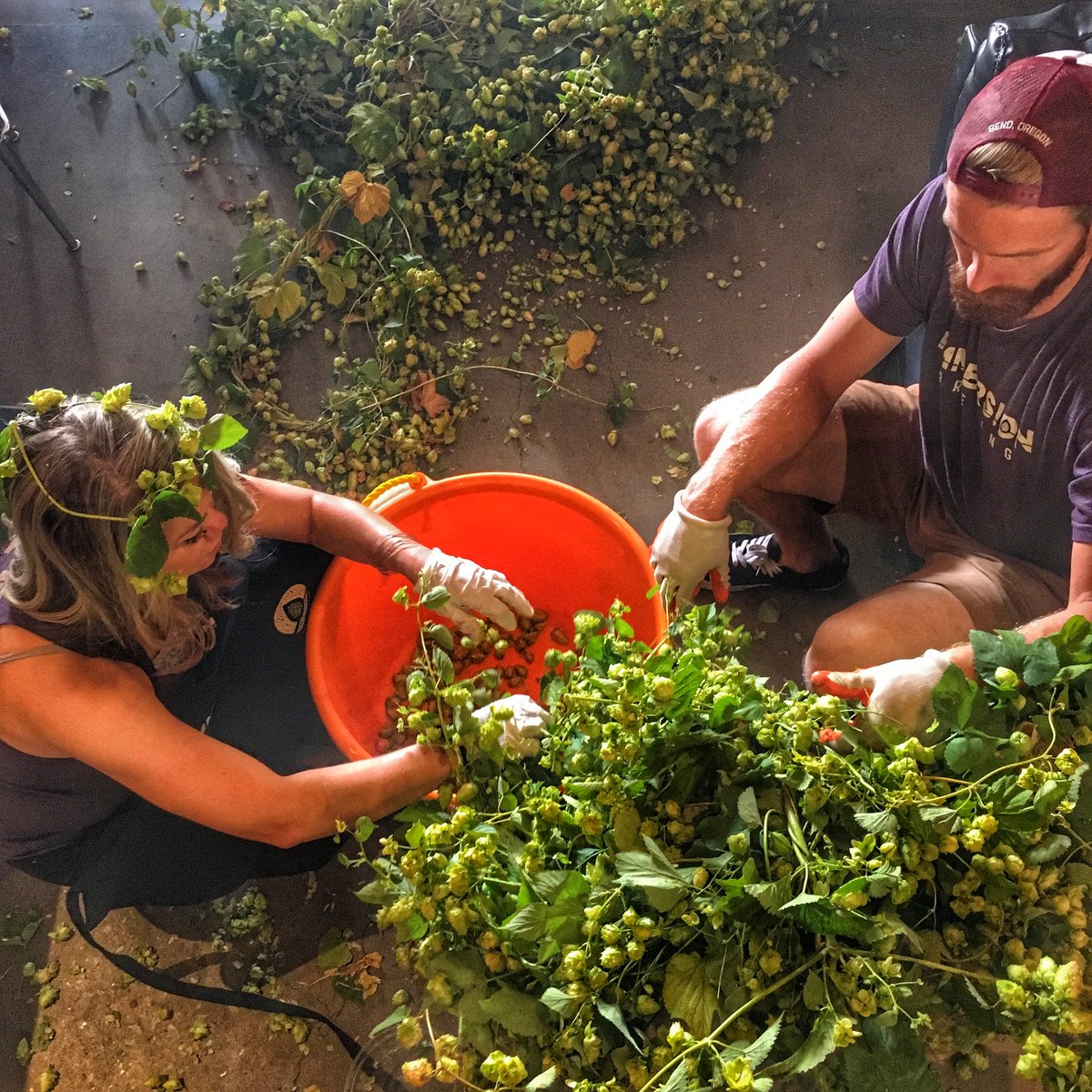 Immersion Brewing (@imbrewing) on Twitter photo TOMORROW we will be releasing a Small Batch Double Fresh Hop Beer that we couldn't wait to get our hands on...literally!  👌 🍺 TOMORROW we will be releasing a Small Batch Double Fresh Hop Beer that we couldn't wait to get our hands on...literally!  👌 🍺
