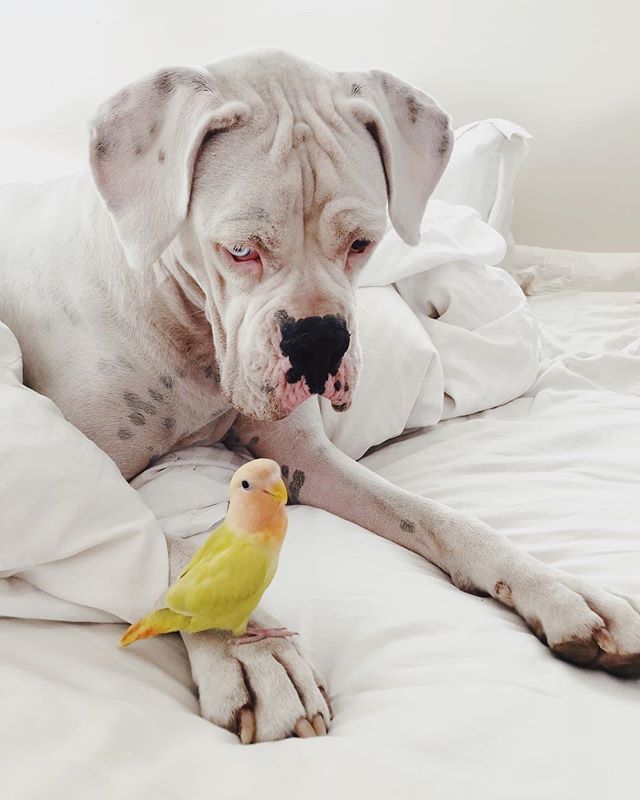 wendypolish's tweet photo. L O V E  B I R D S
.
.
.
#lovebirdsofinstagram #boxersofinstagram #marvin_the_lovebird 
#whiteboxer #lovebird https://t.co/YC3jEaBHfN https://t.co/DhAhzcWE8r