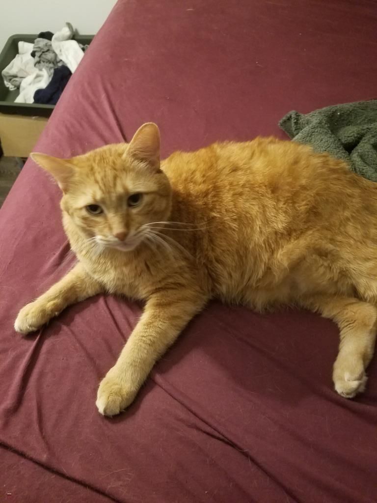 SistersInBiz's tweet photo. Pls RT #LostCat in #Middletown #RI
Ludlow Rd
Kodiak been missing since 9/22/18. Be on the lookout.
Please Share and Contact: duke.dickey@gmail.com
Phone: (214) 930-3571
https://t.co/PDhLOCgQHt https://t.co/R8JrW4U8EV