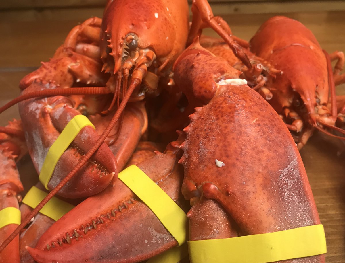 DanielRicottaMD's tweet photo. So sad the #MDIPOF18 course is coming to an end - but not before #lobsterbake celebration! @MDIBL @AcadiaNPS #blueberrypie https://t.co/Gh9WxlwfMo