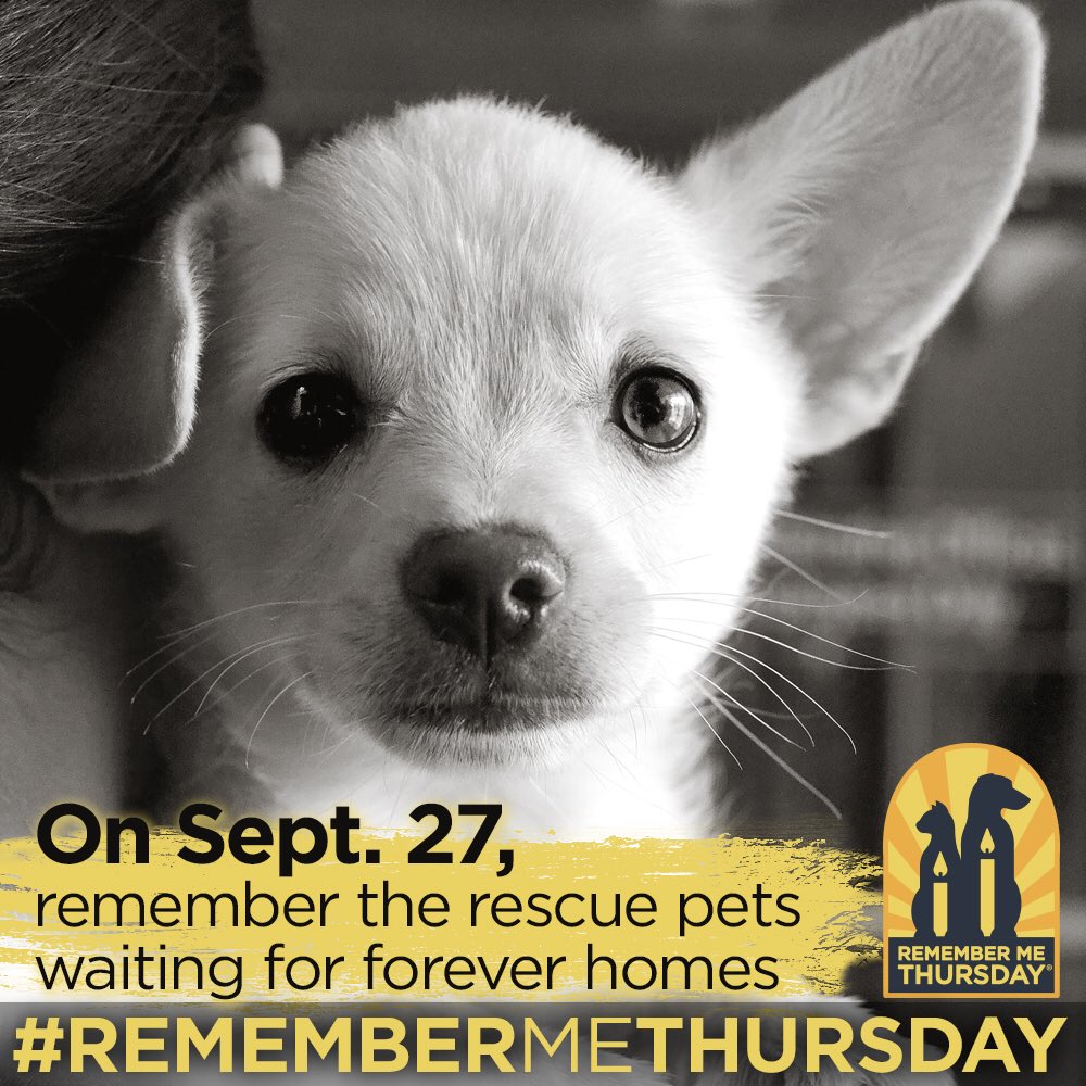rickspringfield's tweet image. Today is #RememberMeThursday! Join me in reminding everyone the importance of adopting rescue pets! Help spread the word! 🐕🐶