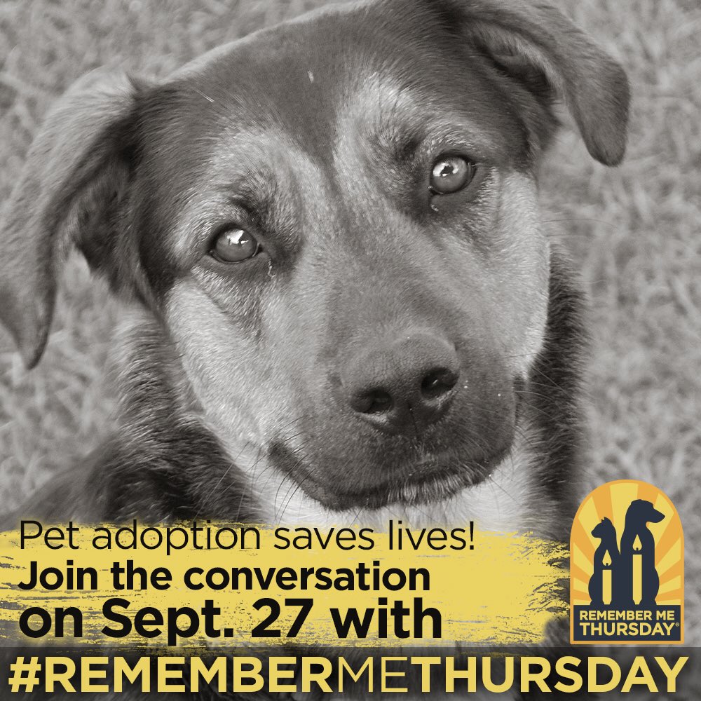 rickspringfield's tweet image. Today is #RememberMeThursday! Join me in reminding everyone the importance of adopting rescue pets! Help spread the word! 🐕🐶