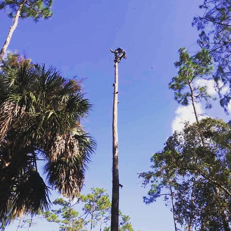 savemoretreesrv's tweet photo. On top of the world! 😁🌲🍃
https://t.co/Sz5Ho0JXW0
#arborlife #trees🌳 #puttinginwork #upinthetrees #savemoretreeservice #loxlife #Loxahatchee https://t.co/4O4kej5vap