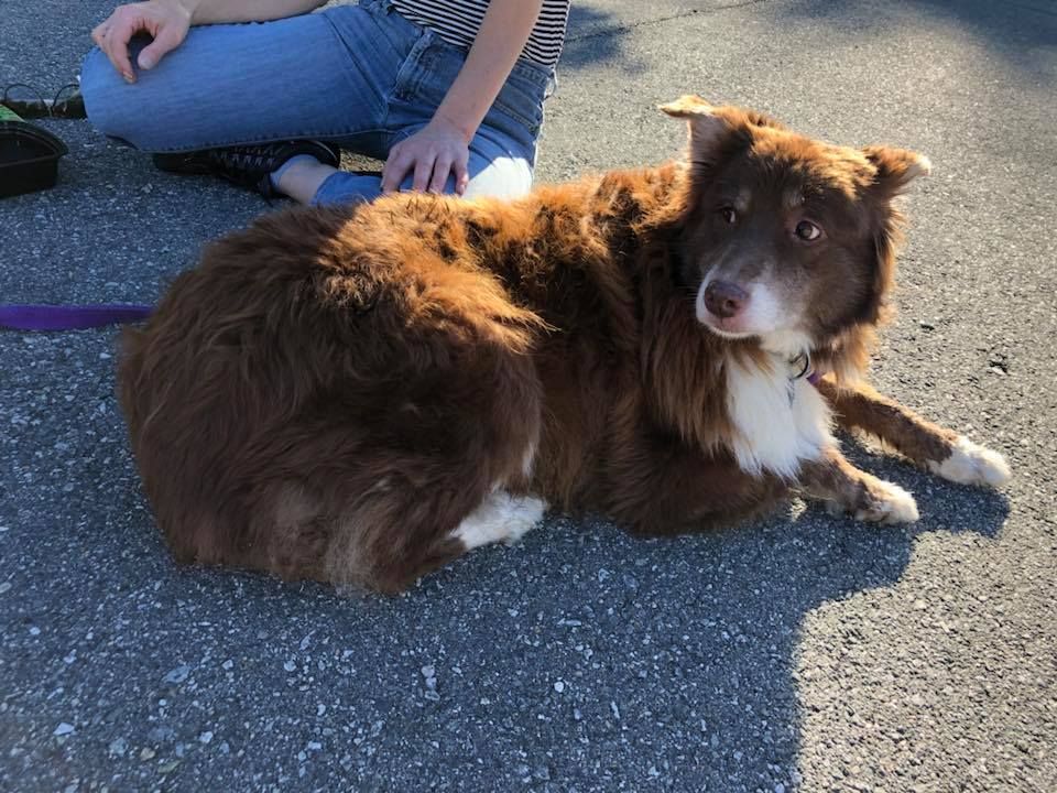 SistersInBiz's tweet photo. Female (maybe Australian Sheep dog) found on Main St Fiskeville ( #Cranston / #Scituate line) at 4:30 today. Picked up by Coventry Animal control. No collar.
Please Share and Call Coventry Animal Shelter if this is your dog. 401-822-9106
https://t.co/ZdBUSVQurN #RI https://t.co/teoGd7QpS3