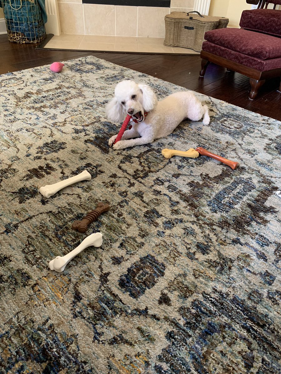 PuppyMoreno's tweet photo. All your chew bones belong to me. https://t.co/FZD7w2PX6O