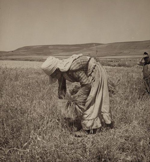 syria_throwback's tweet photo. Alawite women and children gleaning, early 20th century. #Syria https://t.co/p3VRbBL7k0