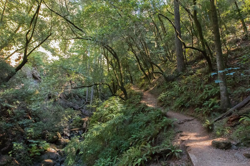 onetamalpais's tweet photo. How is our changing climate affecting the forests of #MtTam? Find out at the #OneTam Science Summit on Friday, Oct. 5th. Find tickets at https://t.co/zRmDI9jylb. (Photo by Kirke Wrench) 
#communityscience #mttam https://t.co/chD8cGFjmg