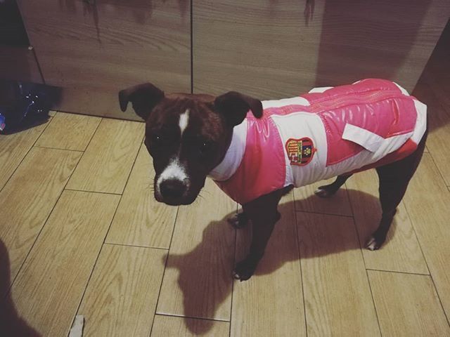 Che tamarra! #simplyamanda #victoriaphoenix #staffordshirebullterrier #staffordshire #minipitbull #minimolosso<a href="/tag/simplyamanda"class="tags">#simplyamanda</a><a href="/tag/victoriaphoenix"class="tags">#victoriaphoenix</a><a href="/tag/staffordshirebullterrier"class="tags">#staffordshirebullterrier</a><a href="/tag/love"class="tags"><span>#love</span></a><a href="/tag/dog"class="tags"><span>#dog</span></a><a href="/tag/happy"class="tags"><span>#happy</span></a><a href="/tag/bff"class="tags"><span>#bff</span></a><a href="/tag/animals"class="tags"><span>#animals</span></a><a href="/tag/mybestfriend"class="tags"><span>#mybestfriend</span></a>
