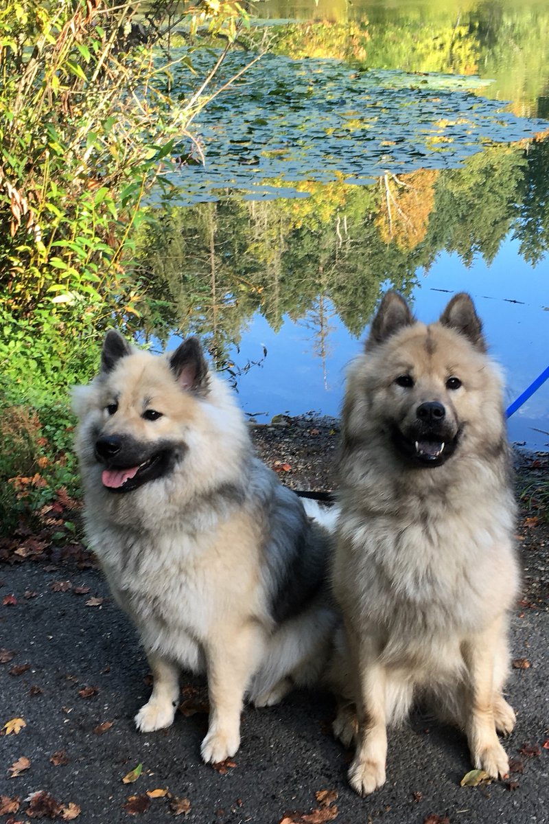 Timberspitz Eurasier On Twitter Eurasiers In The Fall - 