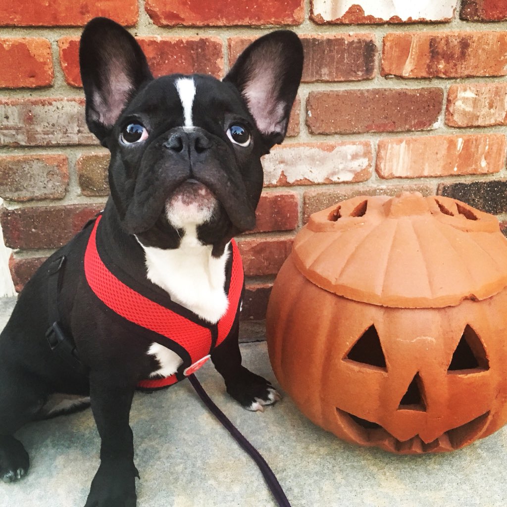 Jhawk96's tweet photo. Six months old #AdonisTheFrenchie #doglife #LFKpets #frenchie #frenchbulldog https://t.co/AQfO56QdhR