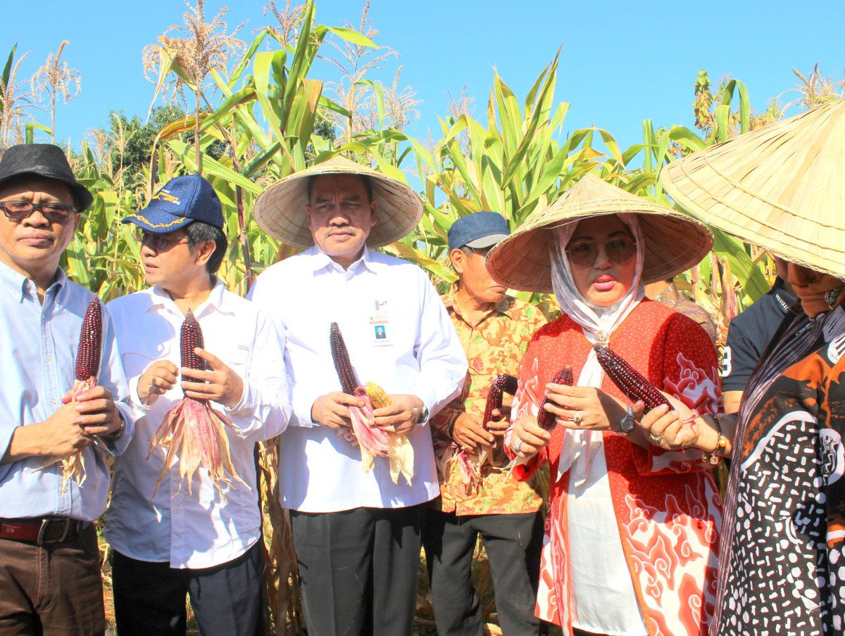 ditjen_inovasi's tweet image. Panen Perdana Benih Jagung Ungu, Hasil Inovasi Fakultas Pertanian.

Selengkapnya : bit.ly/2xLzHFo

#inovasiindonesia #kemristekdikti #unhas