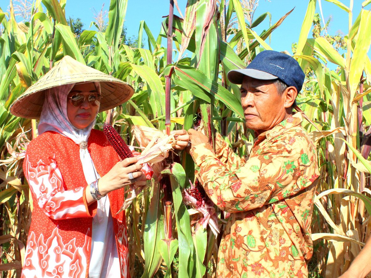 ditjen_inovasi's tweet image. Panen Perdana Benih Jagung Ungu, Hasil Inovasi Fakultas Pertanian.

Selengkapnya : bit.ly/2xLzHFo

#inovasiindonesia #kemristekdikti #unhas