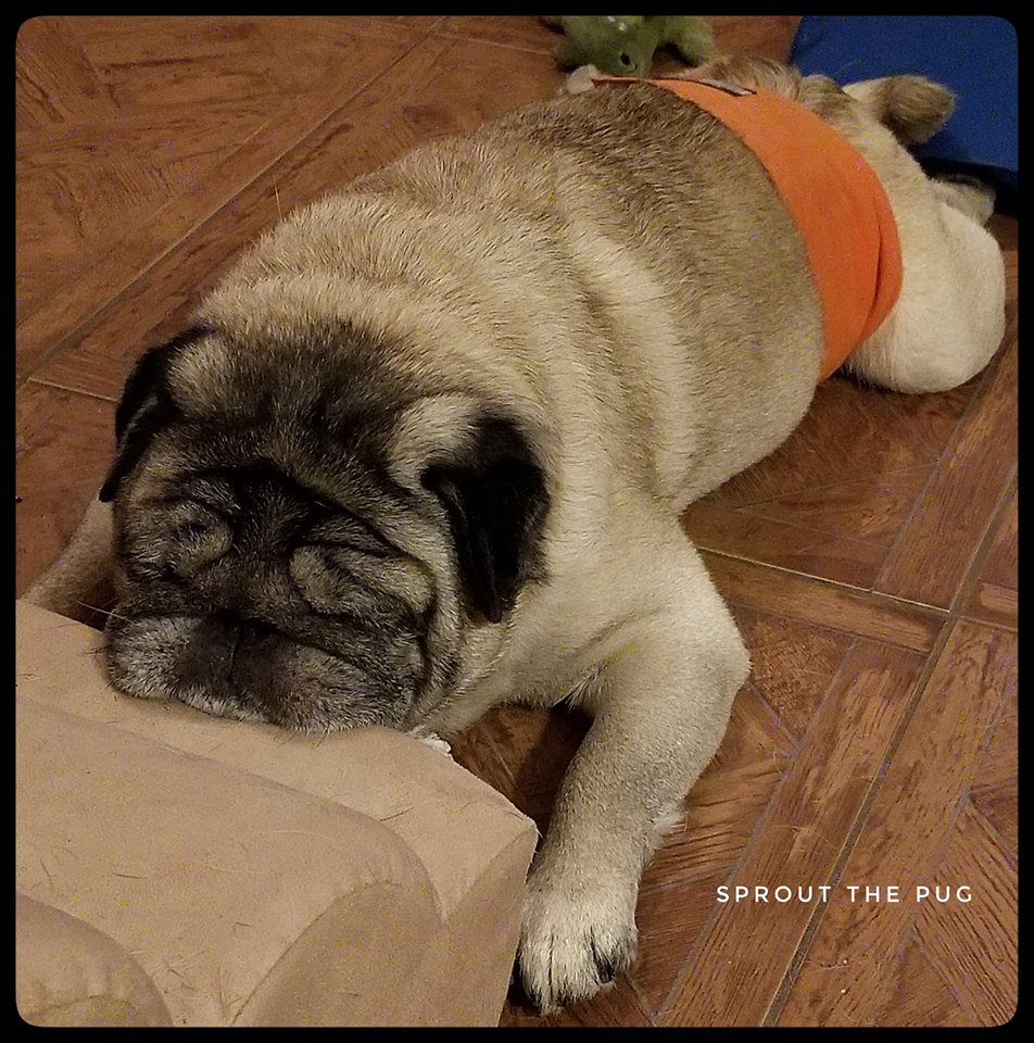 SproutThePug's tweet image. When you're head is the size of a cantaloupe and you just can't hold it up any more.   🤣
 #MelonHead #Cantaloupe #PugProblems #HandsomePug #Handsome #GatorPug #Dogs #puppy #puppies #doglife #puppylife #puglife #pugsandkisses #pugsandhugs #thursday #tbt #mops #carlin