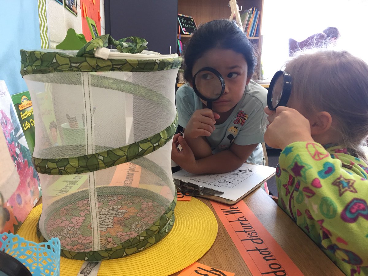 MrsB_KME's tweet photo. What do we see, think &amp; wonder about our growing butterflies? Lots of excitement this week! Thanks @mrsschieber for inspiring our investigation. #monarch https://t.co/ZhouVJPMNq