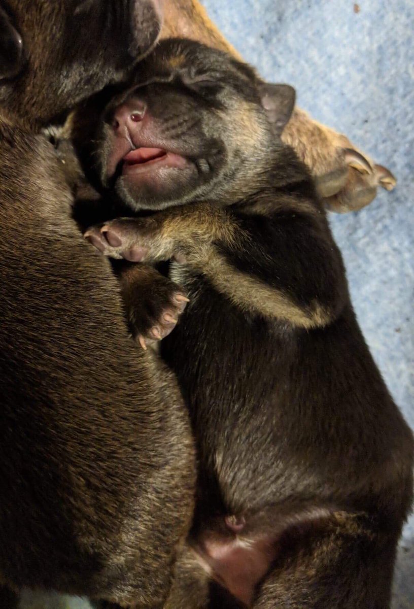 Merida has been an amazing mom. Look at one of her adorable  babies.  All of the babies will be looking for homes when they are old enough.  Check out our available puppies at beautiesandbeasts.org