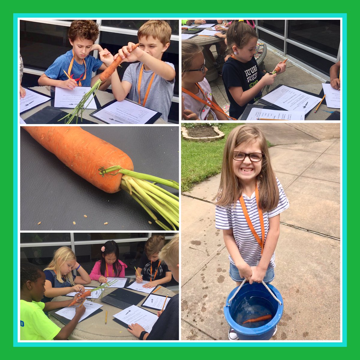 Sampson 3rd Grade (@3rdgradesampson) on Twitter photo 120 days for a seed to sprout and grow into a carrot? Who knew?! We do now!! There is always learning fun on Garden Day! 🥕❤️🥕❤️🥕❤️ #LadnersLearners <a href="/3rdGradeSampson/">Sampson 3rd Grade</a> #SampsonStrong <a href="/readygrowgarden/">Ready to Grow Garden</a> 120 days for a seed to sprout and grow into a carrot? Who knew?! We do now!! There is always learning fun on Garden Day! 🥕❤️🥕❤️🥕❤️ #LadnersLearners <a href="/3rdGradeSampson/">Sampson 3rd Grade</a> #SampsonStrong <a href="/readygrowgarden/">Ready to Grow Garden</a>