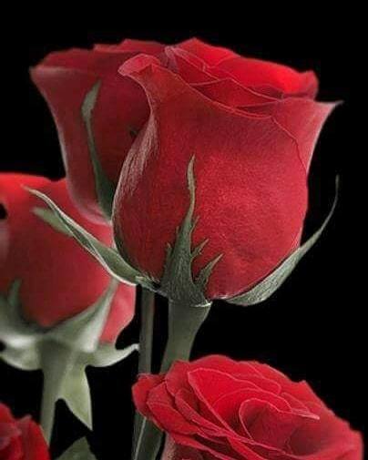 dramaliadent's tweet photo. #صباح_الخير 
#goodmorning https://t.co/X4AsOlS33V