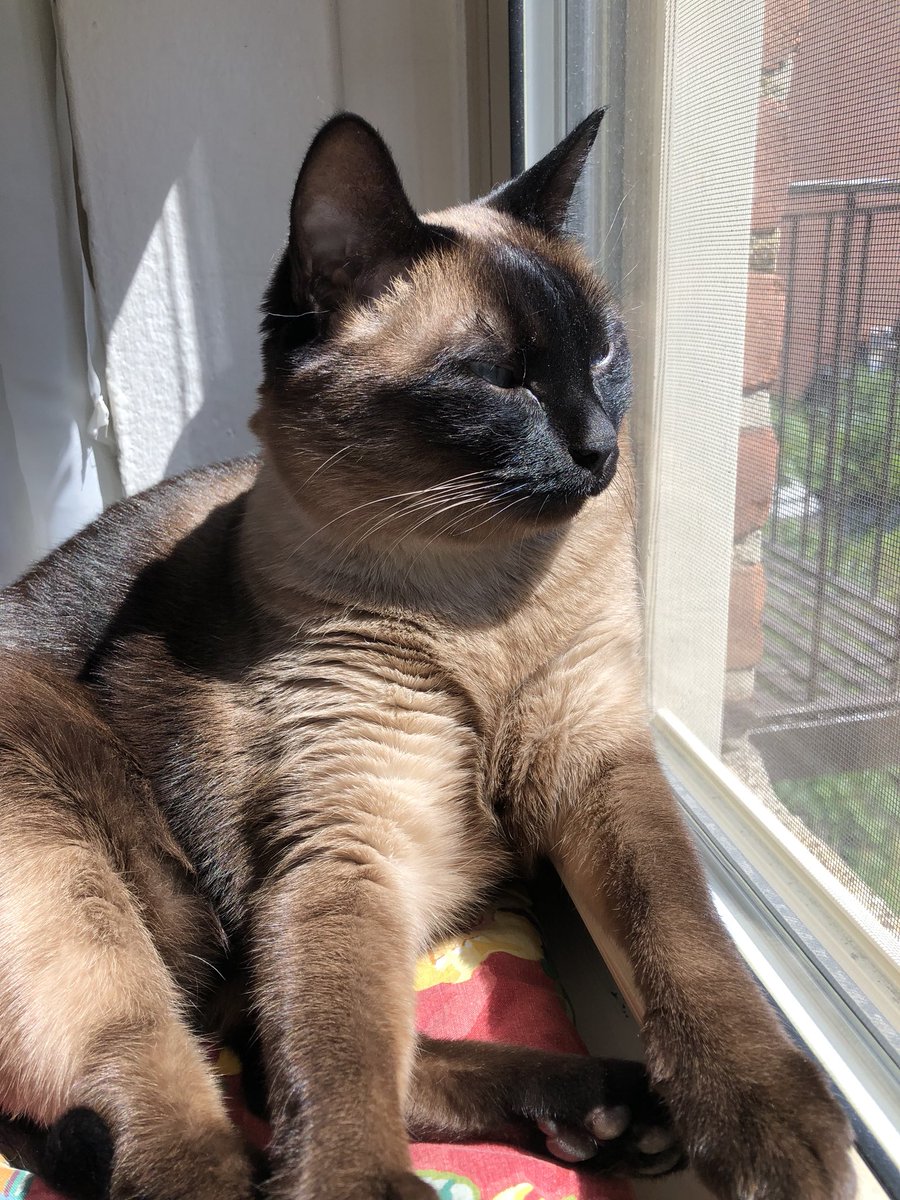 Elgianne's tweet photo. @ColeTheBlackCat #RememberMeThursday #LightForPets #AdoptDontShop This is Lily. Adopted 7 years ago. ❤️❤️❤️🐾 https://t.co/i3kUL1B6qd