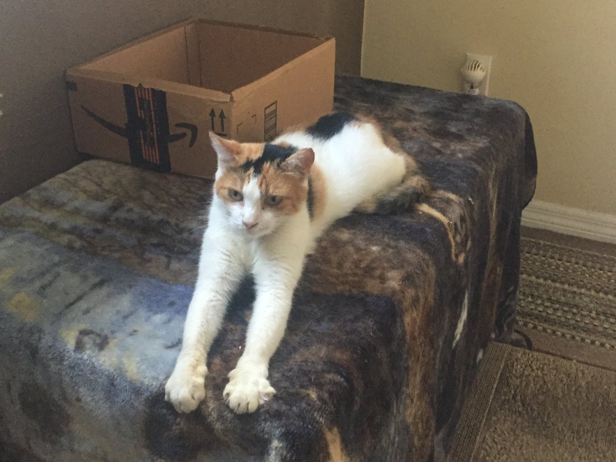 SkittlesFriends's tweet photo. Sanibel and Patches are reaching out on this #RememberMeThursday To all of their Feline Cousins who are in need of a new home, please Don’t furrget them when you say your prayers tonight 💖🙏🙏🙏💖
@ColeTheBlackCat
#LightForPets #AdoptDontShop https://t.co/JCkUKIxmQt
