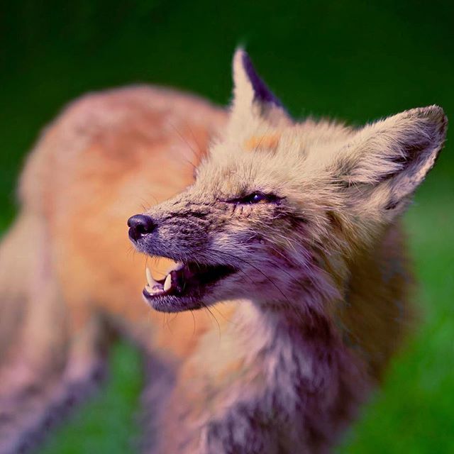 CTD3's tweet photo. Fox_4 ~ #Fox in the #dooryard #yarmouth #maine #7D #ctd3 #foxportraits #fox_4 https://t.co/RB4SrQLChC