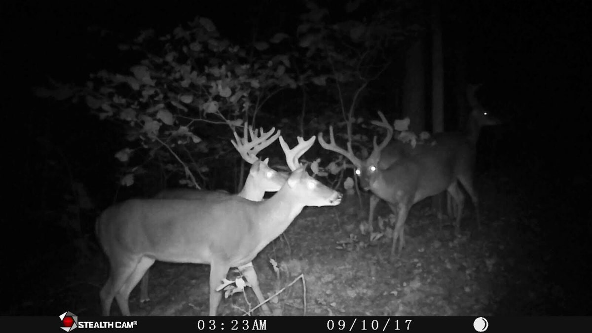 CrossbowKristy's tweet photo. This is my #epic #deer #ThrowbackThursday to #BoysNightOut caught on 9/10/17 by my @stealthcam #trailcam; Iโve got all these #trophybucks back but the #11pt on the left. #17days #ParamountOutdoors #bucks #EHGTribe #CrossbowKristy #ColtFord #OutdoorsBrooke #OutlawMorgan #Kryptek https://t.co/L2Em0uwuNr
