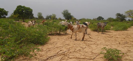 FAOForestry's tweet photo. Want to know about #agroforestry? Check out our #SFMToolbox module https://t.co/aDYt7TwyTn https://t.co/ViWsXB43Qb