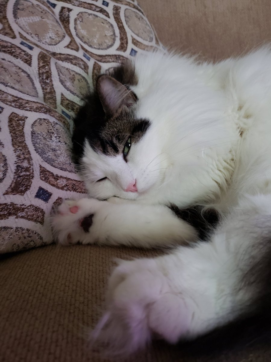 KingBai45774052's tweet photo. Such a bum #catsofinstagram #cats #meowpost #sleepy #thatsmycat #catlovers #catslife #fuzzy #Longhairdontcare https://t.co/zp1TIHNgmm