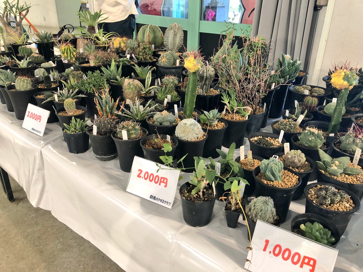 Uzivatel ぐんまフラワーパーク Na Twitteru 9月27日 10月7日まで 群馬サボテン団地さんと群馬カクタスクラブさんの合同による 多肉 サボテン展示 即売会が開催されています サボテン 群馬サボテン団地 群馬カクタスクラブ ぐんまフラワーパーク サボテン即売