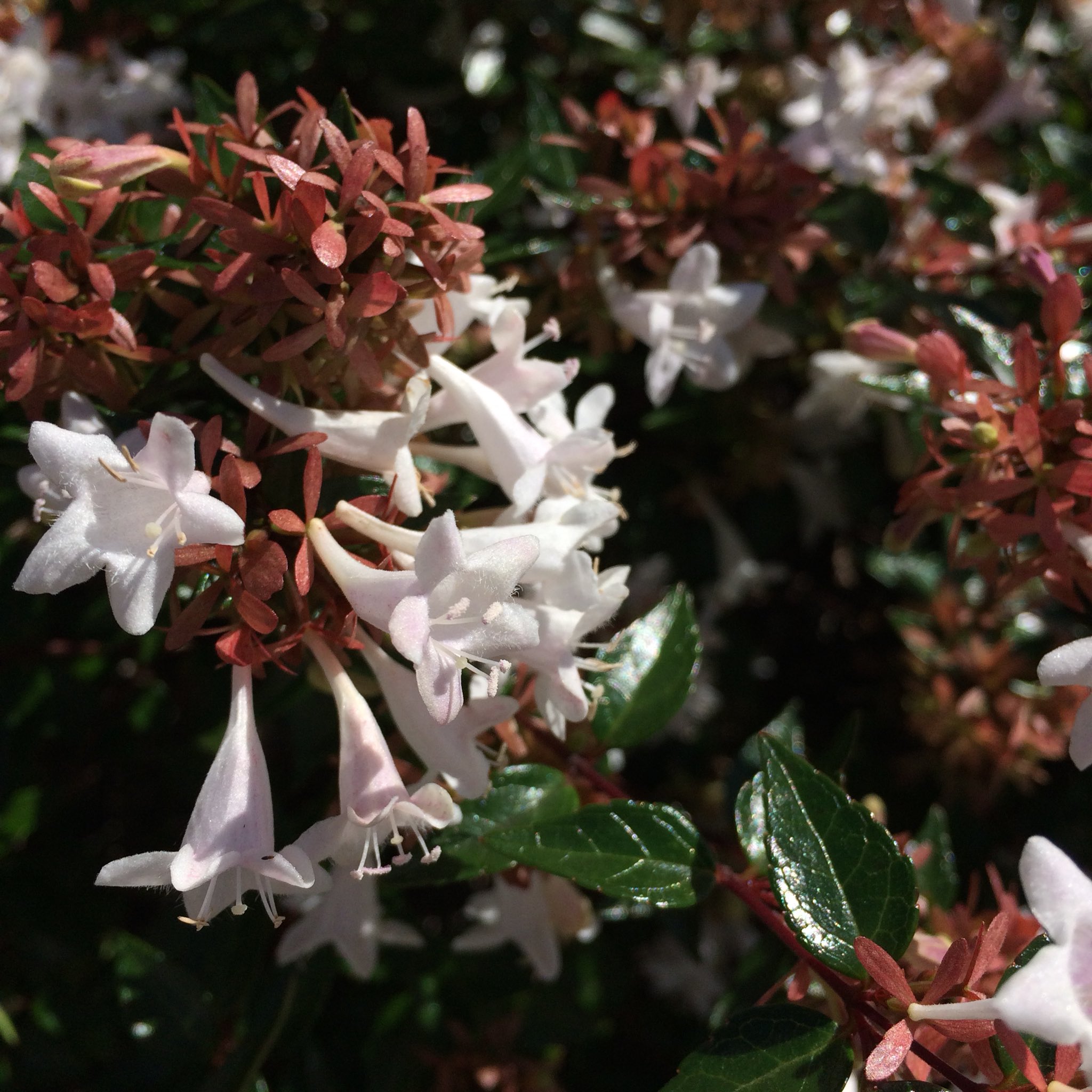 公式 スターエム この花の名前 アベリアっていうんですね 子供の頃この花を鼻の頭にくっつけて遊んでいたのを思い出しました O O 私だけ 笑 T Co Qdp4luewmd Twitter