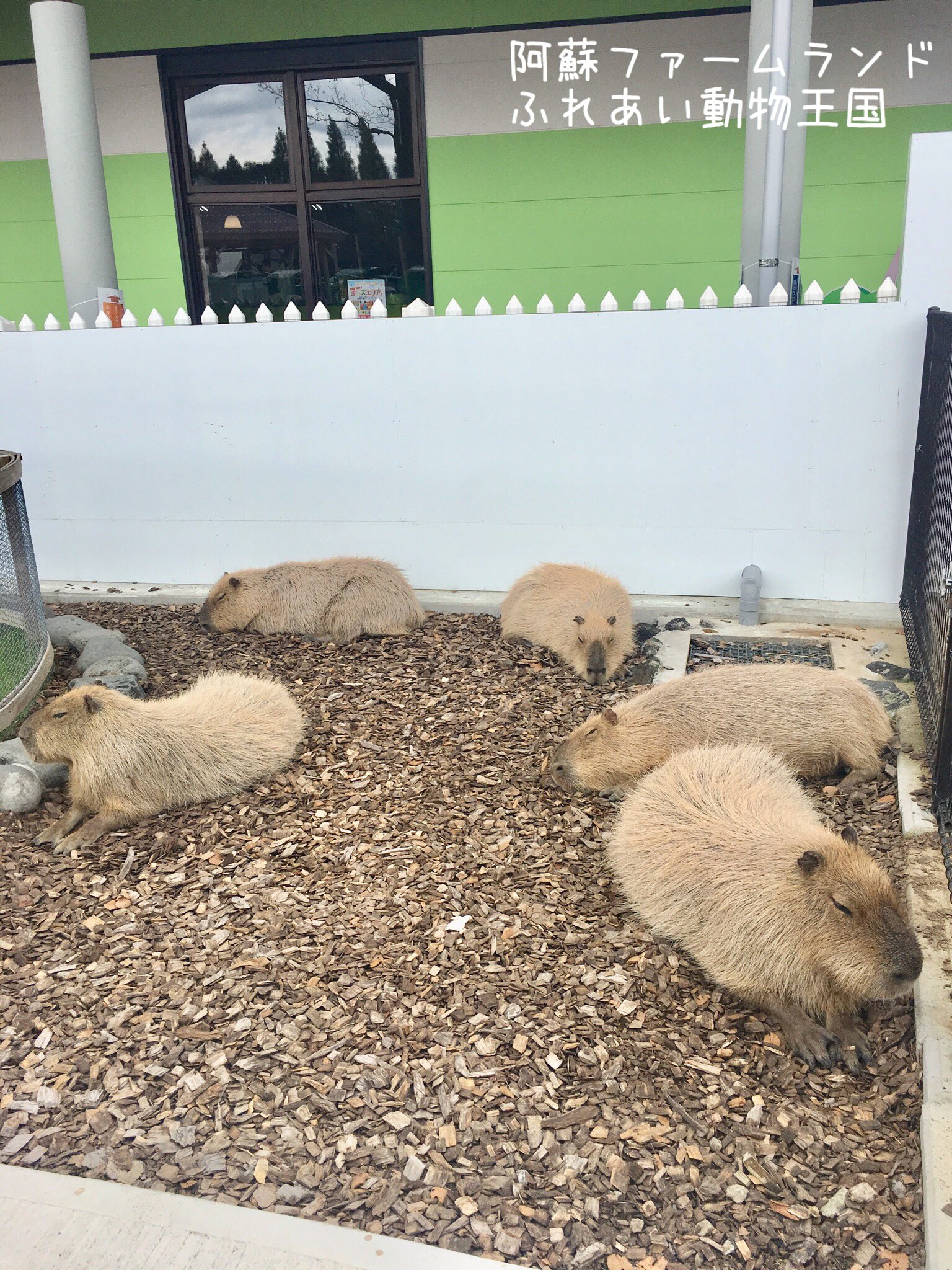 阿蘇ファームランド ふれあい動物王国 Asomanabi Twitter