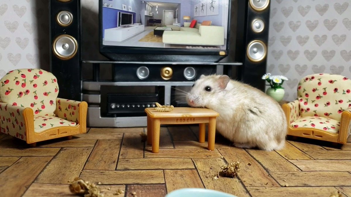 Looks like the weekend🤗

Pls help <a href="/savekidscastle/">SaveKidsCastle</a> build their #inclusive park for kids of all abilities ♿

#Pennsylvania #buckscounty #doylestown #hamster #goodcause #cutepets