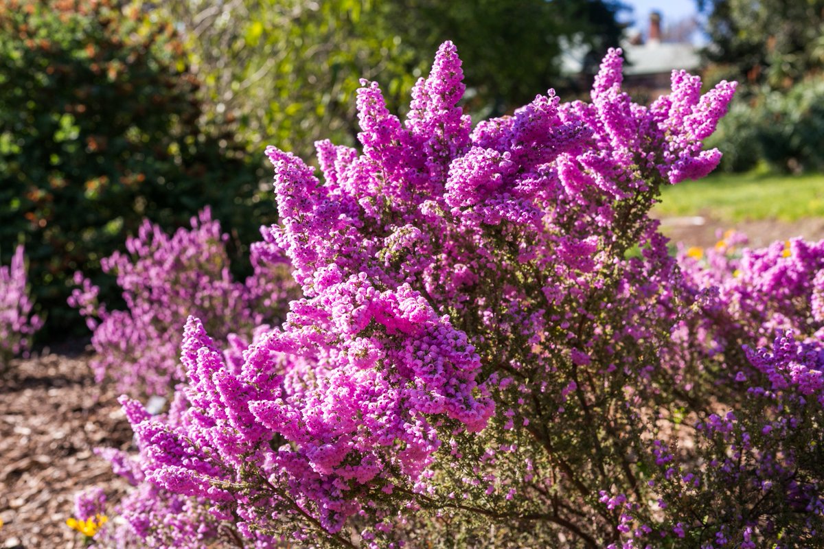 BotGardensSA's tweet photo. If you haven’t been to #Wittunga Botanic Garden recently, now is the time to visit! Don't miss the flowering splendour of Erica ‘Wittunga Gem', a natural cultivar that was encountered in our Garden! Photo credit: Philip Gibson https://t.co/MI9ZiKesAn
